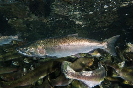 Coho Silver Salmon