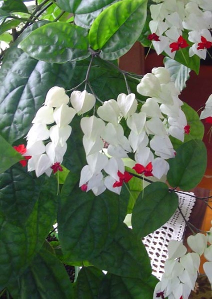 de îngrijire la domiciliu Clerodendrum, reproducere și transplant, boala