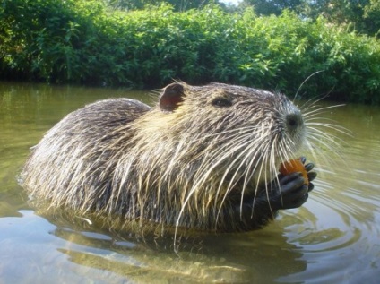 Hrănirea nutrie într-o gospodărie