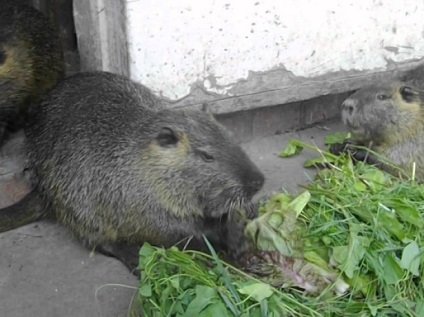 Hrănirea nutrie într-o gospodărie