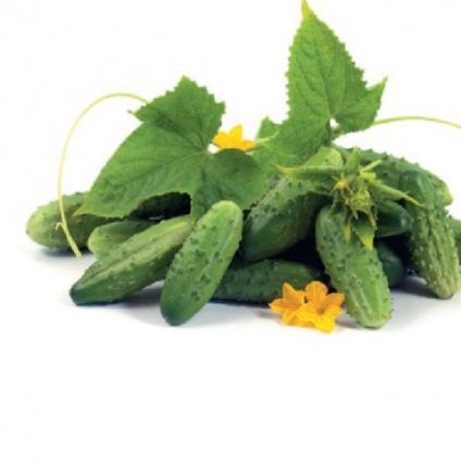 Pickles în seră (în timpul cultivării castraveți) Pickles într-o seră