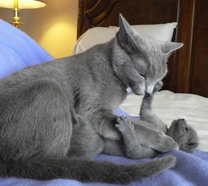 Cat Rusă descriere rasa albastru, caracter și de îngrijire (pisica) Cat rus albastru rasa descriere, caracter, îngrijire