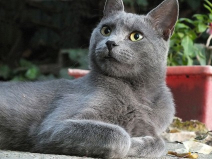 Cat Rusă Descriere rasa Albastru, caracterul și de îngrijire (rusă) Cat rus albastru rasa descriere, caracter, îngrijire