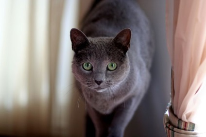 Cat Rusă Descriere rasa Albastru, caracterul și de îngrijire (rusă) Cat rus albastru rasa descriere, caracter, îngrijire
