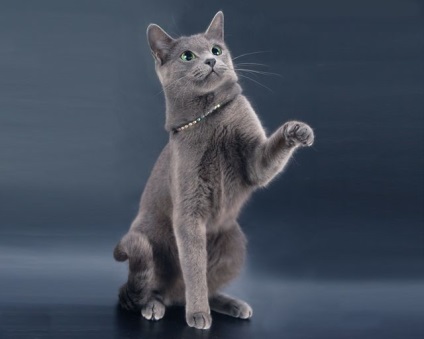 Cat Rusă Descriere rasa Albastru, caracterul și de îngrijire (rusă) Cat rus albastru rasa descriere, caracter, îngrijire