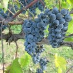 grădină frumoasă la cabana toaletă - idei de design, imagini, amenajare de grădină (grădina) grădină frumoasă la cabana toaletă - idei de design, imagini, grădină de plantare