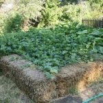 grădină frumoasă la cabana toaletă - idei de design, imagini, amenajare de grădină (frumos) grădină frumoasă la cabana toaletă - idei de design, imagini, grădină de plantare