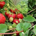 grădină frumoasă la cabana toaletă - idei de design, imagini, amenajare de grădină (WC) grădină frumoasă la cabana toaletă - idei de design, imagini, grădină de plantare