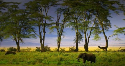 Craterul Ngorongoro (Ngorongoro) Ngorongoro crater