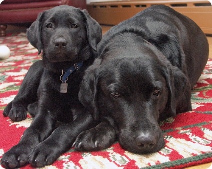 Labrador, câine labrador rase poze