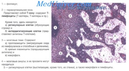 nodulii limfatici (noduri) ganglionii limfatici