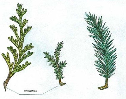 plantarea de arbori de tei și de îngrijire, cottagers