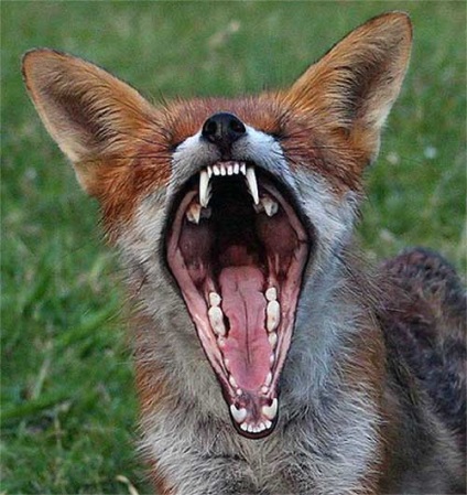 Fox - așa cum este - toate distractiv! (Is) Fox - așa cum este - toate distractiv!