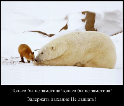 Fox - așa cum este - toate distractiv! (Fox) Fox - așa cum este - toate distractiv!