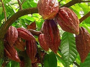 unt de cacao, proprietățile și aplicațiile sale! meșteșugari Fair - manual, lucrate manual (proprietăți și aplicațiile sale!) unt de cacao, proprietățile și aplicațiile sale! meșteșugari Fair - manual, lucrate manual