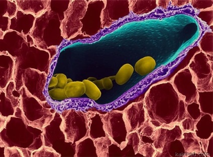 Microflorei uman (uman) Microflora uman