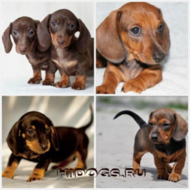 Dachshund miniatura, despre rasa de Dachshund pitice caracteristici (caracteristici) Dachshund miniatura, despre rasa de Dachshund pitice caracteristici