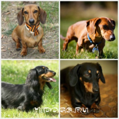 Dachshund miniatura, despre rasa de Dachshund pitice caracteristici (contra cost) Dachshund miniatura, despre rasa de Dachshund pitice caracteristici