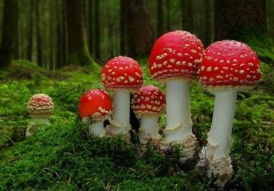 muscaria Amanita (locul RT) Amanita muscaria