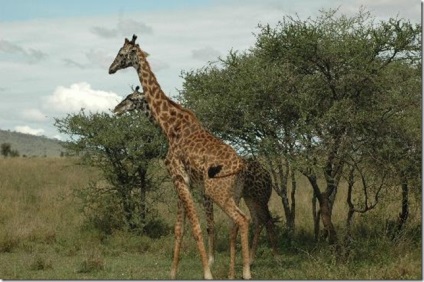 Serengeti National Park (național) Parcul National Serengeti