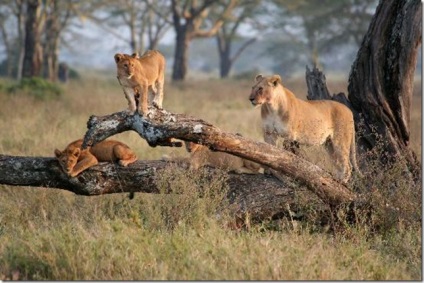 Parcul National Serengeti (Serengeti) Parcul National Serengeti