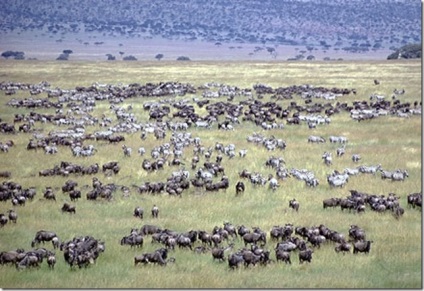 Serengeti National Park (național) Parcul National Serengeti