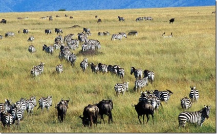 Serengeti National Park (național) Parcul National Serengeti
