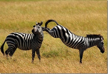 Serengeti National Park (național) Parcul National Serengeti