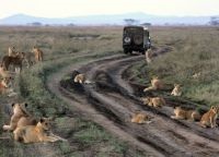 Parcul National Serengeti, Parcul National Serengeti (parc) Serengeti National Park, Parcul National Serengeti