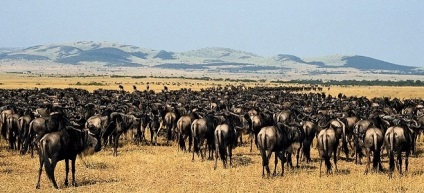 Parcul National Serengeti, Parcul National Serengeti (parc) Serengeti National Park, Parcul National Serengeti