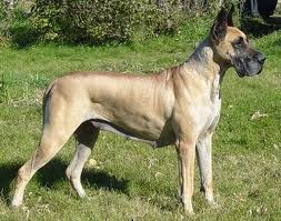 Great Dane