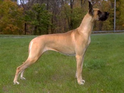 Great Dane, Enciclopedia de caini