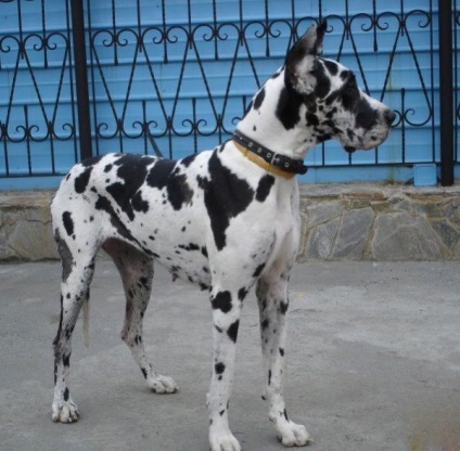 Great Dane, Enciclopedia de caini