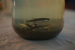 BOIȘTEAN (minnow) bOIŞTEAN