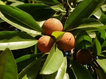 Bali (Bali) Bali