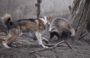 De vânătoare pentru un bursuc (vanatoare de bursuc uite) De vânătoare pentru un bursuc