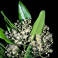 Ienibahar (ienibahar (dulce) Cuișoare (ienibahar