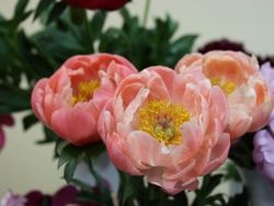 Bujorii de Feng Shui (Feng Shui) Bujorii de Feng Shui