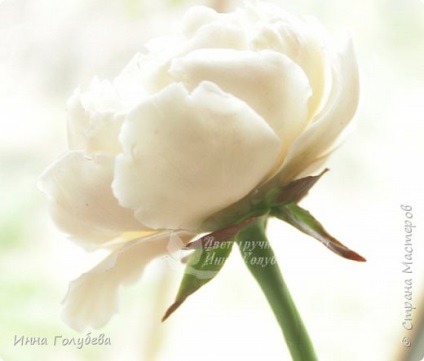 Peony de (Floristica artificiale) bujor de la