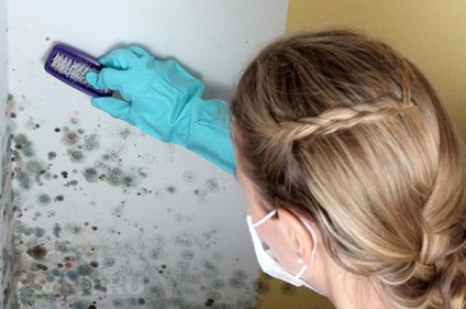 Mucegai pe perete în apartament ce să facă pentru a ucide ciuperca (mucegai) Mucegai pe perete în apartament ce să facă pentru a ucide ciuperca