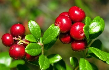 Proprietăți utile de lingonberry (lingonberry) Proprietăți utile de afine