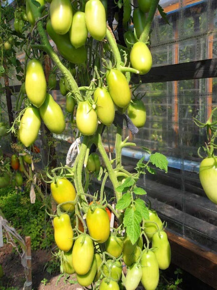 Tomatele într-o (dimensiune de fructe) cu efect de seră Tomatele într-o seră