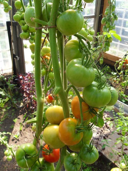 Tomatele într-o seră (Descriere soiuri) Tomatele într-o seră