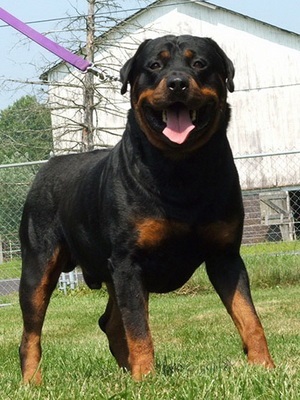 câine rasa Rottweiler fotografii, descrierea și caracteristicile câinilor, standard, de natura și istoria rasei