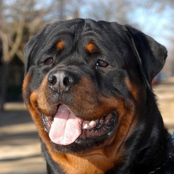 câine rasa Rottweiler fotografii, descrierea și caracteristicile câinilor, standard, de natura și istoria rasei