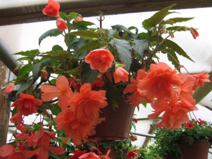 Plantarea și îngrijirea Begonia tuberoase (Begonia) Plantarea și îngrijirea Begonia tuberoase