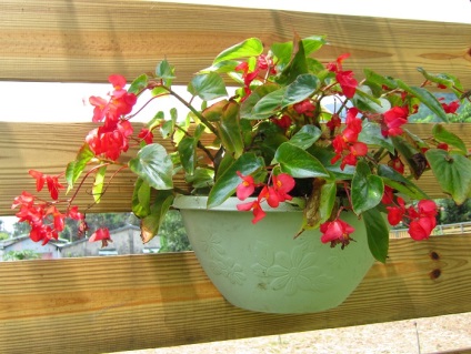 Plantarea și îngrijirea Begonia tuberoase (tubercul) Plantarea și îngrijirea Begonia tuberoase