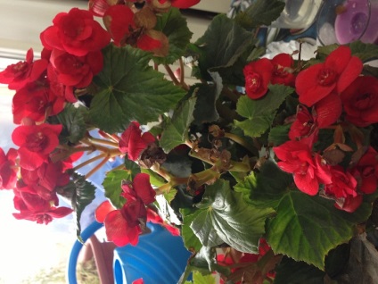 Plantarea și îngrijirea Begonia tuberoase (Begonia) Plantarea și îngrijirea Begonia tuberoase