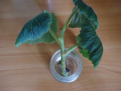 Plantarea și îngrijirea Begonia tuberoase (îngrijire) Plantarea și îngrijirea Begonia tuberoase