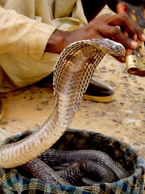 Îmblânzirea cobra, zoodom